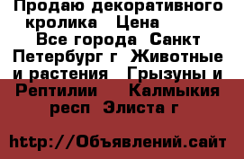 Продаю декоративного кролика › Цена ­ 500 - Все города, Санкт-Петербург г. Животные и растения » Грызуны и Рептилии   . Калмыкия респ.,Элиста г.